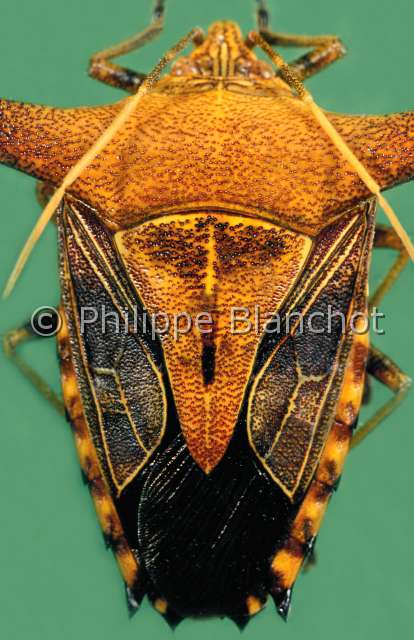 Edessa sp.JPG - in "Portraits d'insectes" ed. SeuilEdessa sp.Punaise puanteSting bugHemipteraPentatomidaeGuyane